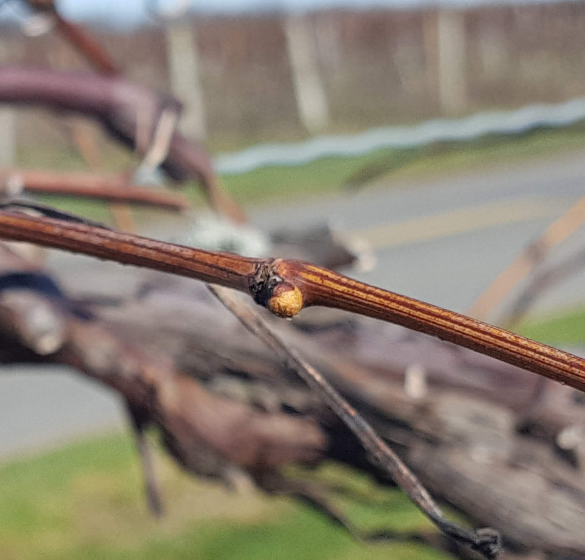 Concord grape buds have started to swell